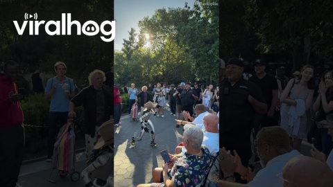Robot Interacts Like True New Yorker In Washington Square Park || ViralHog