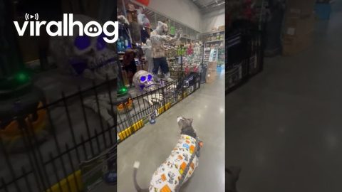 Halloween Decor Spooks Dog In Festive Pajamas || ViralHog