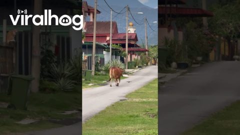 A Cow and a Bird Walking Together || ViralHog