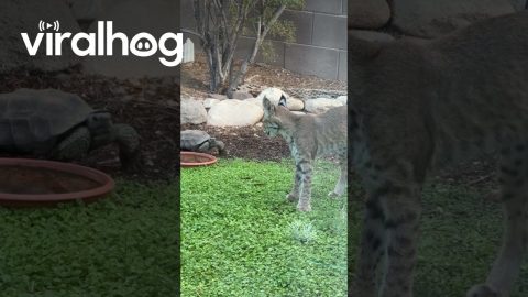 Brave Tortoise Squares Up to Bobcat || ViralHog