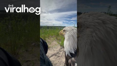 Making Friends With an Eagle || ViralHog