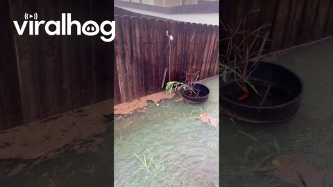 Backyard Flooded in Texas Storm || ViralHog