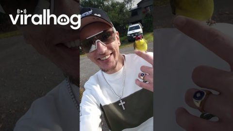 Dad Befriends Wild Fig Bird || ViralHog