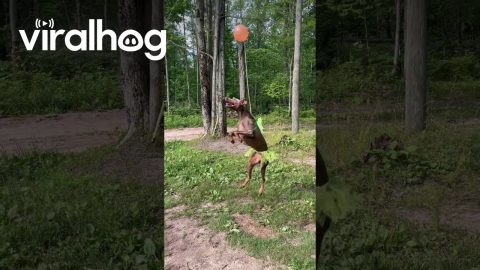 Fairy Dog Keeps Balloon Floating || ViralHog