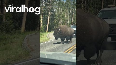 Yellowstone Bison Meanders Past Tourist's Car || ViralHog