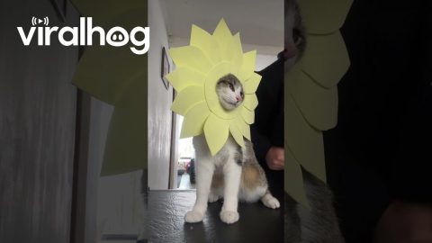 Cat Celebrates Spring Day || ViralHog