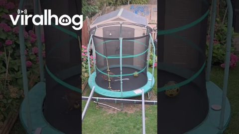 Fox Playing on Our Trampoline || ViralHog