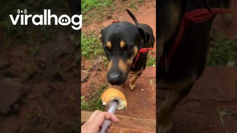Dog Betrayed By Hidden Medicine In Bread || ViralHog