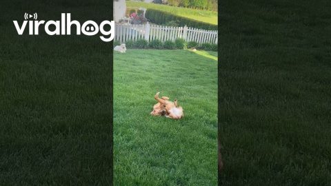 Somersaulting Golden Retriever || ViralHog