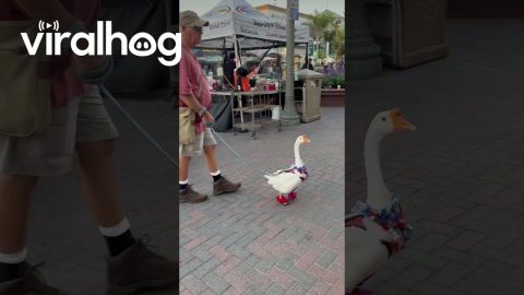 Goose on a Leash || ViralHog