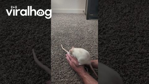 Rat Tail Activate || ViralHog