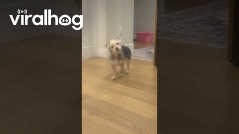 Dog Caught Cheating on Her Diet || ViralHog