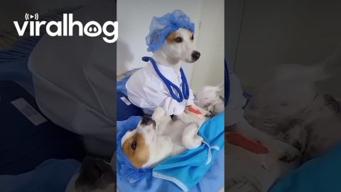 My Dog is a Bone-Afide Medical Professional || ViralHog
