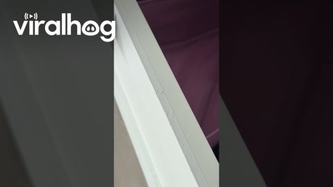 Secret Agent Kitty Plays Hide and Seek in a Dresser || ViralHog