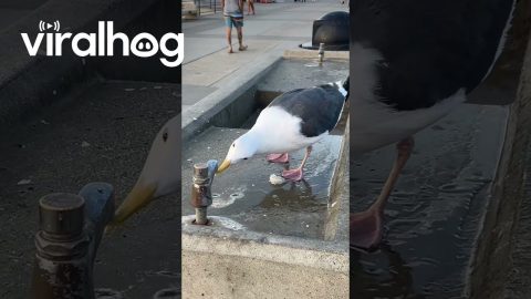 Thirsty Seagull Asks For Help With Dry Spigot || ViralHog