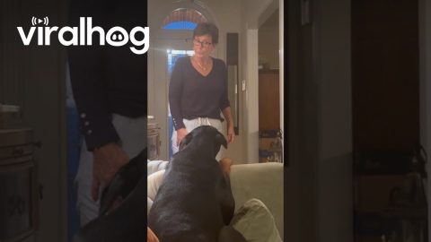 Grandma Gently Directs Doberman Off Couch || ViralHog