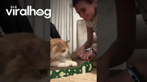 Cat Learns To Scratch By Copying Owner || ViralHog