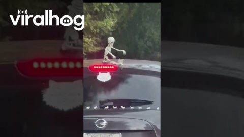 Car Skeleton Flaps Hands In The Breeze || ViralHog