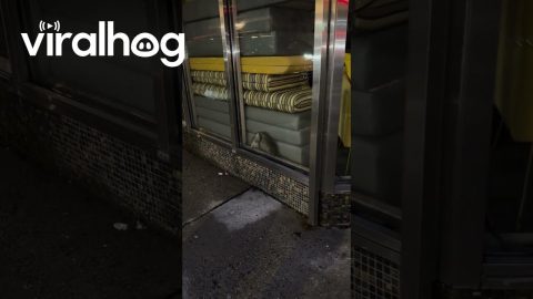 Rats Kissing || ViralHog