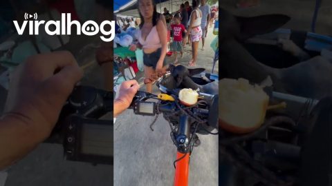 Pinschers in the Bike Basket Eating Barbecue || ViralHog