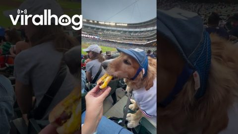 Golden Chomps Down Hot Dog At Baseball Game || ViralHog