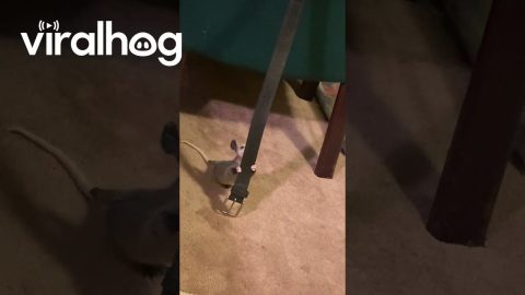 Baby Opossum Marks His Territory || ViralHog
