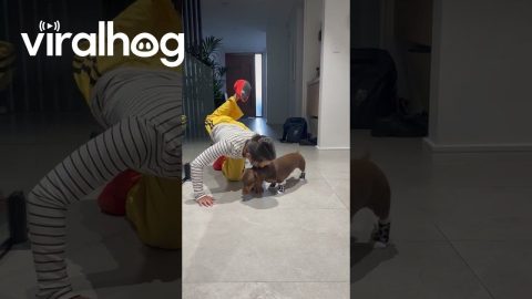 Silly Sausage does Yoga || ViralHog