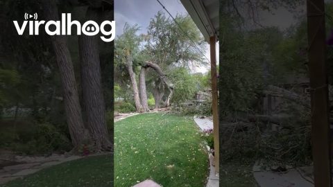 Huge Tree Falls in Utah Backyard || ViralHog
