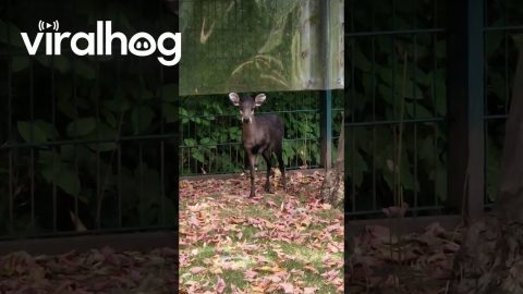 Tufted Deer Makes an Adorable Attempt at Intimidation || ViralHog