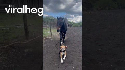 Puppy Takes Horse Out for a Walk || ViralHog