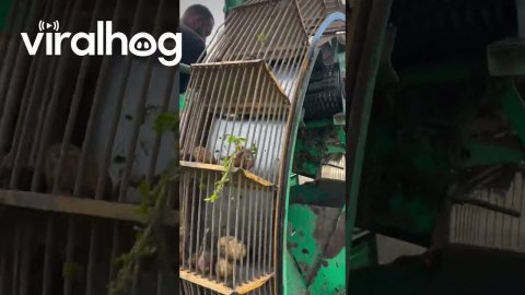 Satisfying Potato Harvesting || ViralHog