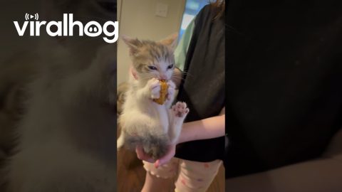 Cute Kitten Eating Chicken Nugget || ViralHog