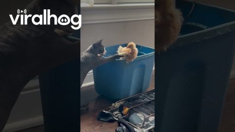 Cat Checking Out a Baby Chick || ViralHog