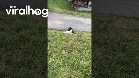 Dog and Dad Slide Down Slope || ViralHog