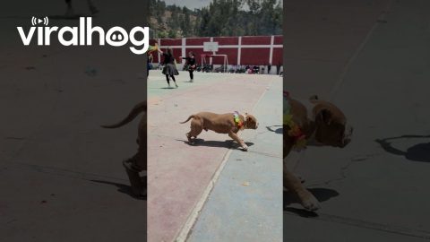 Dog Joins In On Colorful Dance || ViralHog