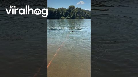 This Is How Much Bugsy Loves the Water || ViralHog