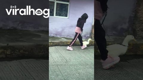 Walking The Duck On A Leash || ViralHog