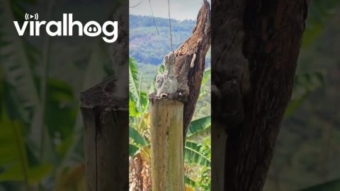 Ghost Bird And Chick Hide In Plain Sight || ViralHog