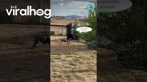 Frenchie or Hose Gremlin? || ViralHog Shorts