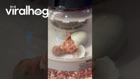 Baby Chick Emerges From Egg || ViralHog