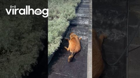 Dog Lays Down in VMFA Waterfall Fountain || ViralHog