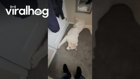 Guardian Dog Blocks Office Door || ViralHog