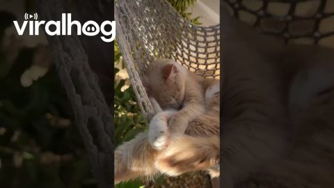 Orange Cat Naps In Sunny Hammock || ViralHog