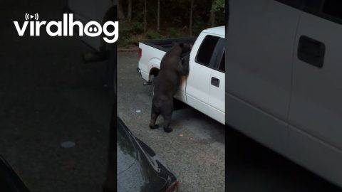 Black Bear Looking for Snacks in Vehicles || ViralHog