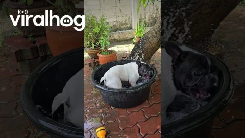 Doggy-Powered Spin Cycle || ViralHog