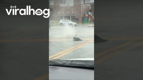 Water Bursts From Chicago Sewer During Heavy Rain || ViralHog