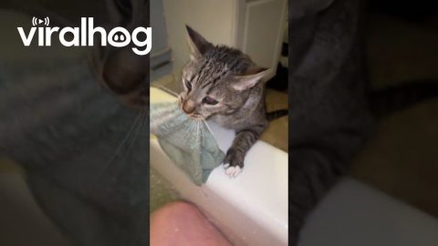Lifeguard Kitty Trying to Rescue Owner from Washcloth || ViralHog