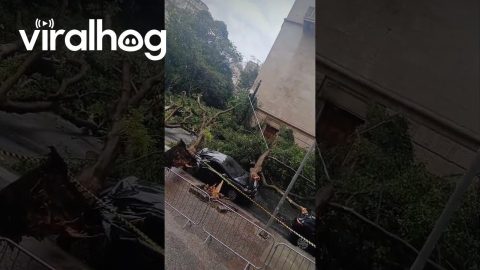 Multiple Cars Crushed by Trees in Downtown São Paulo || ViralHog