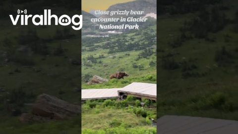 Grizzly Bear And Cubs Encounter In Glacier National Park || ViralHog