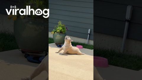 Frenchie Yoga Life || ViralHog